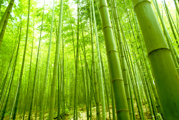 SCENERY Bamboo`BM 28